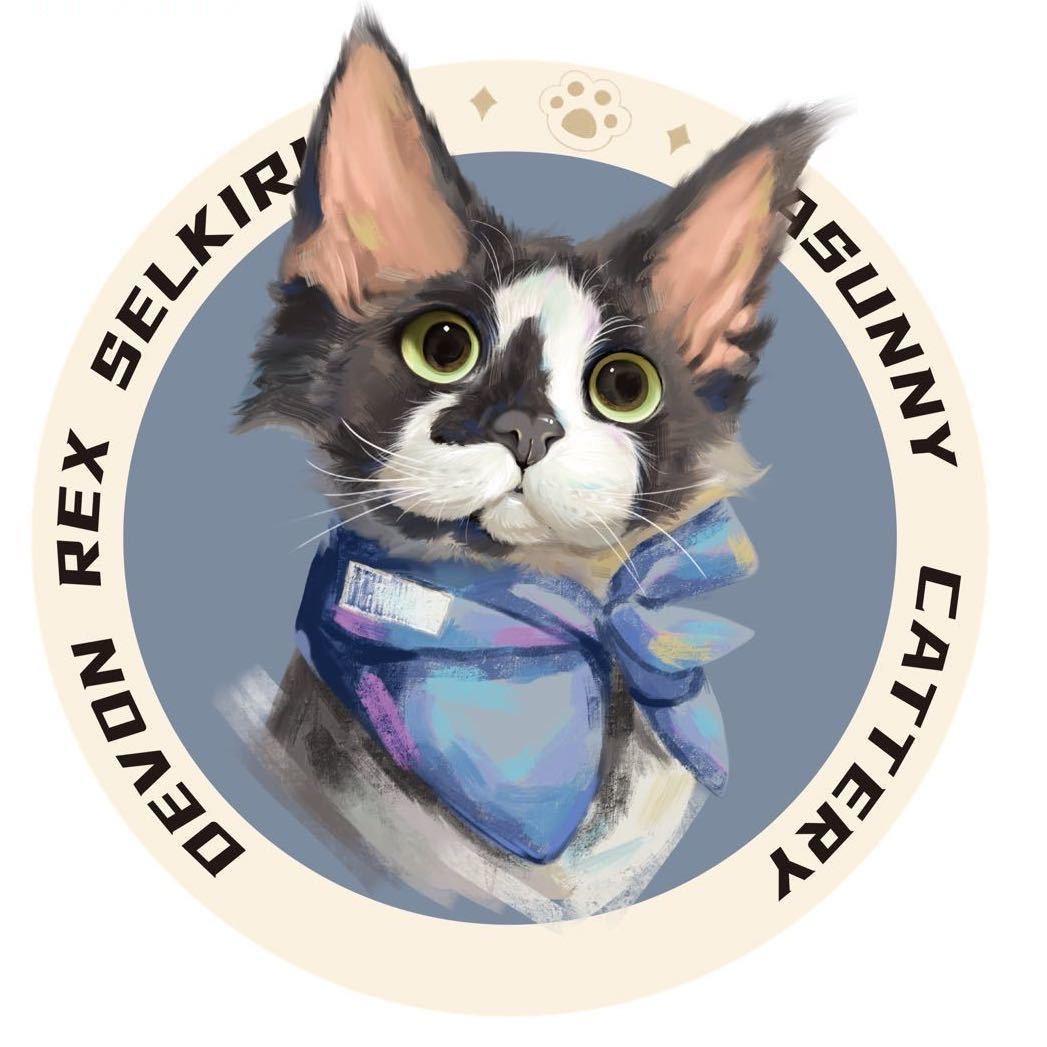 包子的德文卷毛猫舍