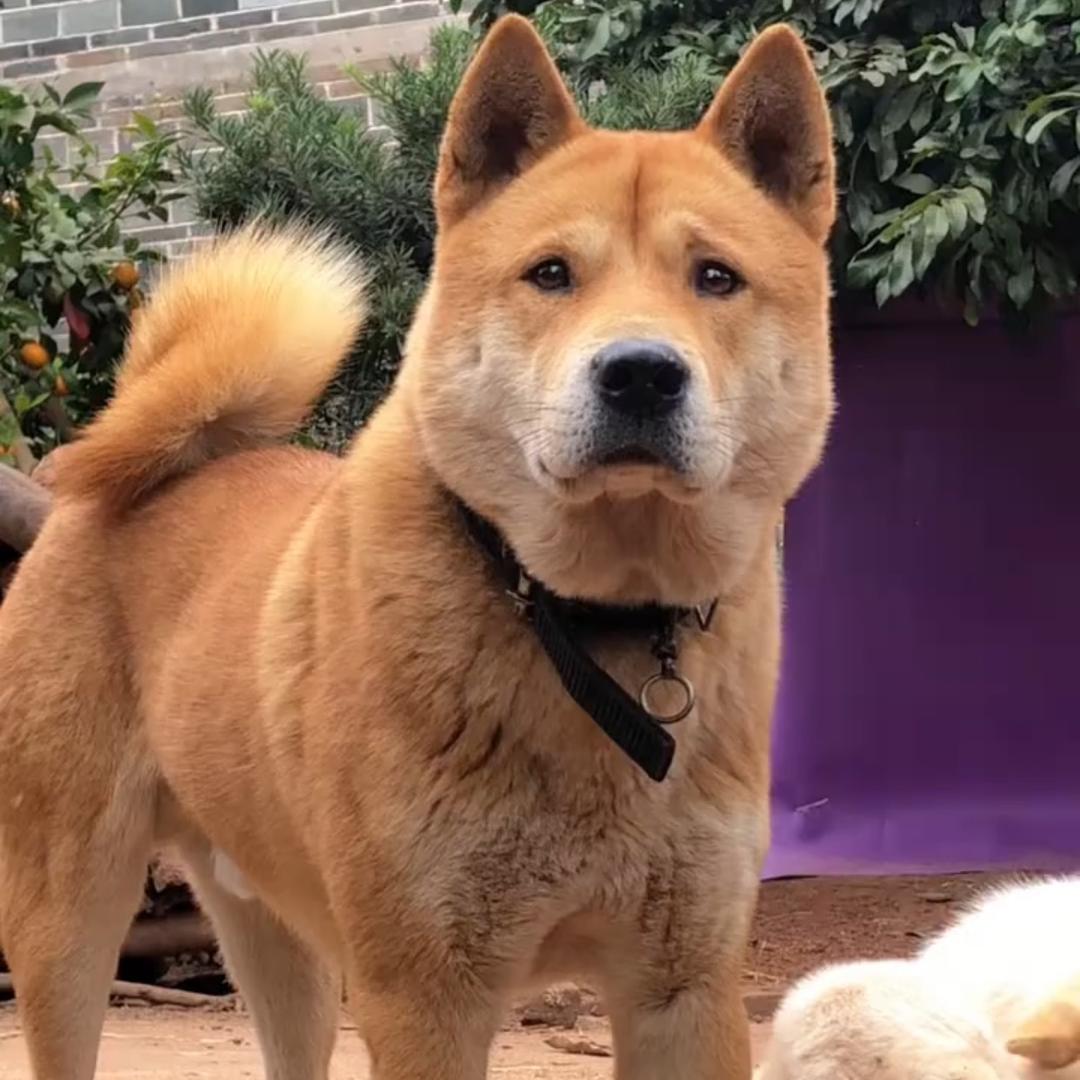 家有中华田园犬qiqiqi