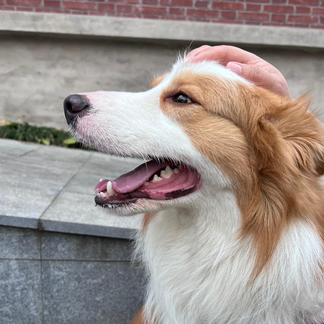 憨憨不憨🐶（金色边牧已绝育版）