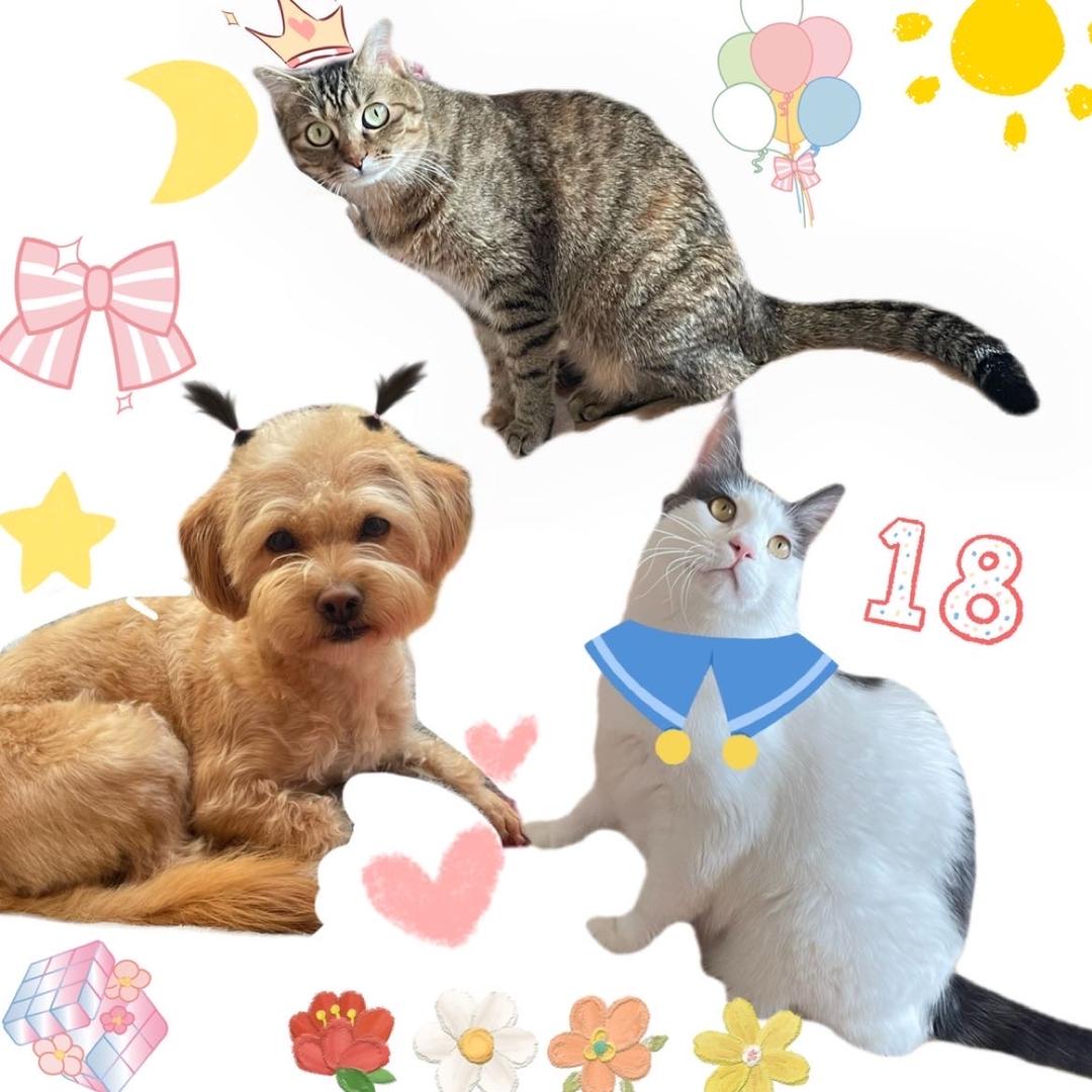 王月是只猫🔮