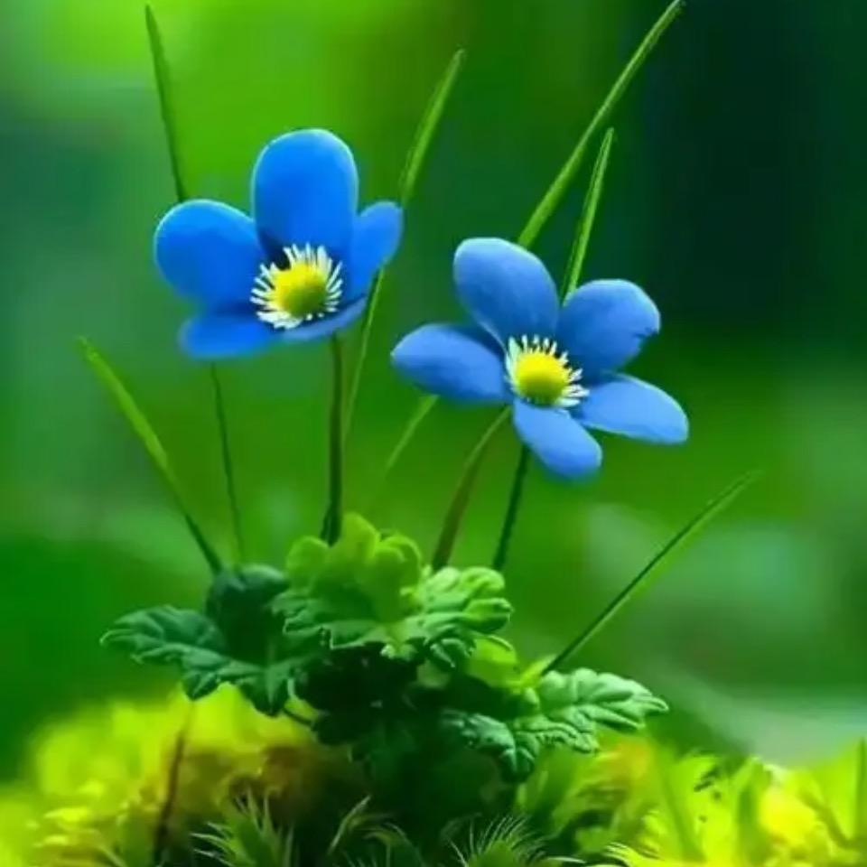 南七