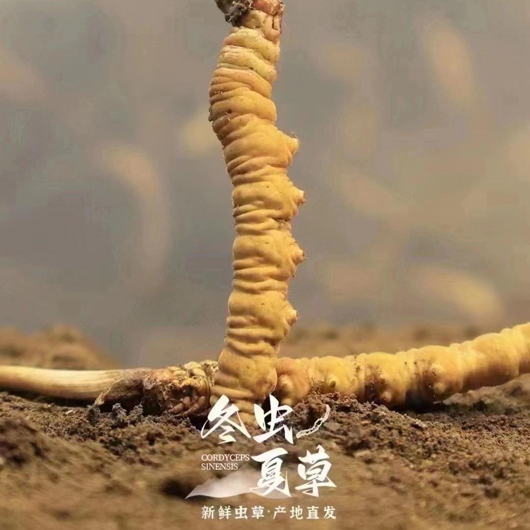 冬虫夏草