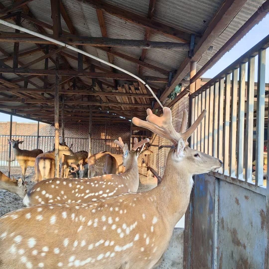 举鹿专营店生鲜严选