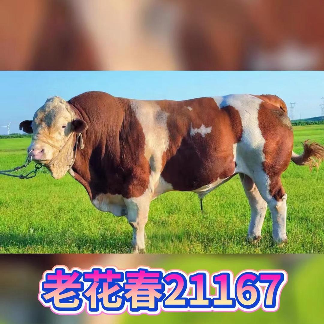 养牛人宝音