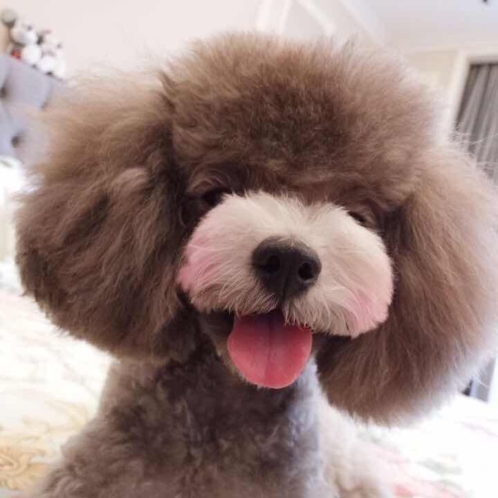 🫧.白嘴巴小熊熊.😶