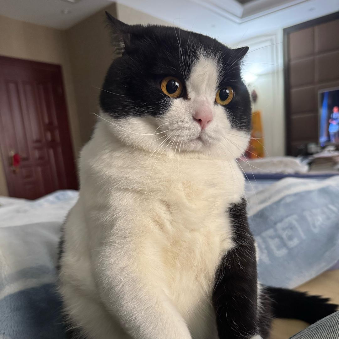 🐱三丰·猫公子