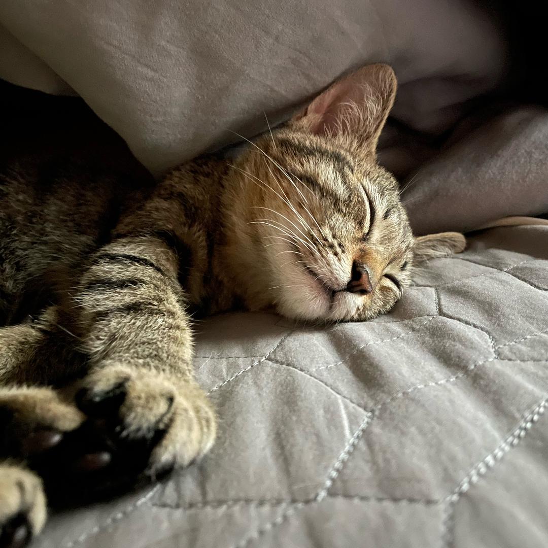 飞天超级可爱猪