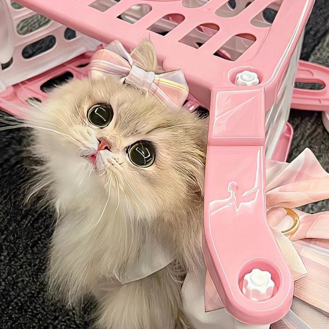 蓝莓果酱包（11.18生日版）