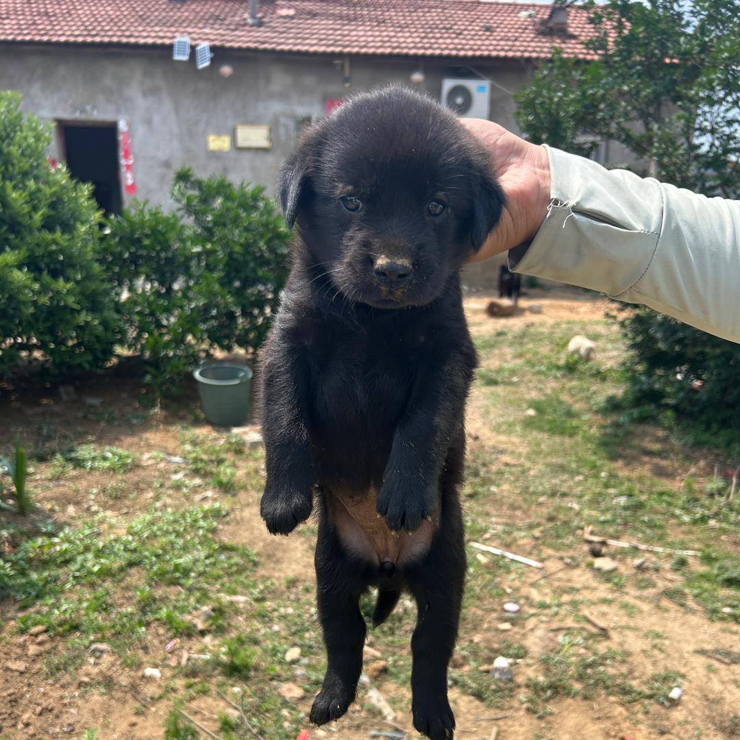 赚钱养狗子的大狗