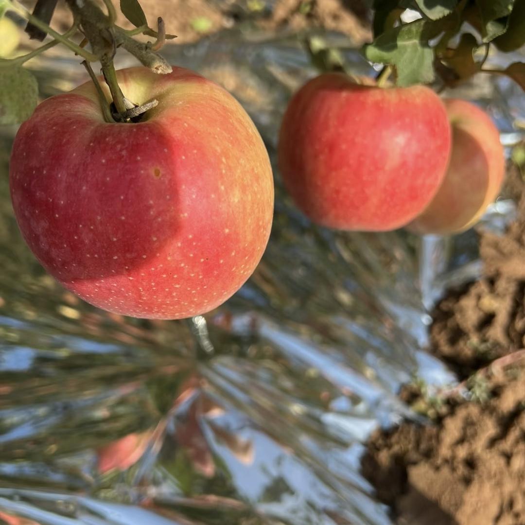 寻味姐妹果味鲜