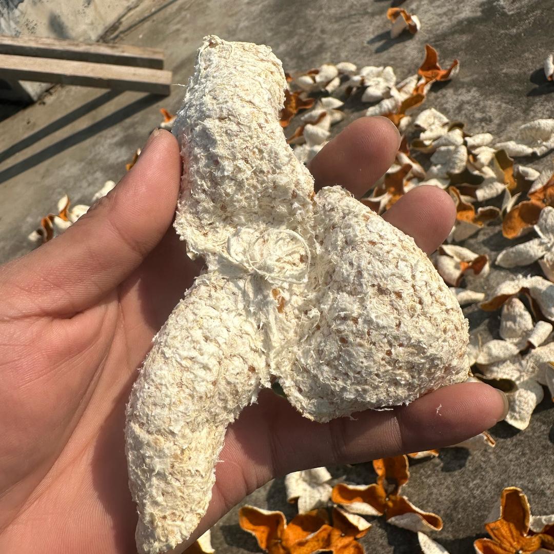 一片陈皮走天下
