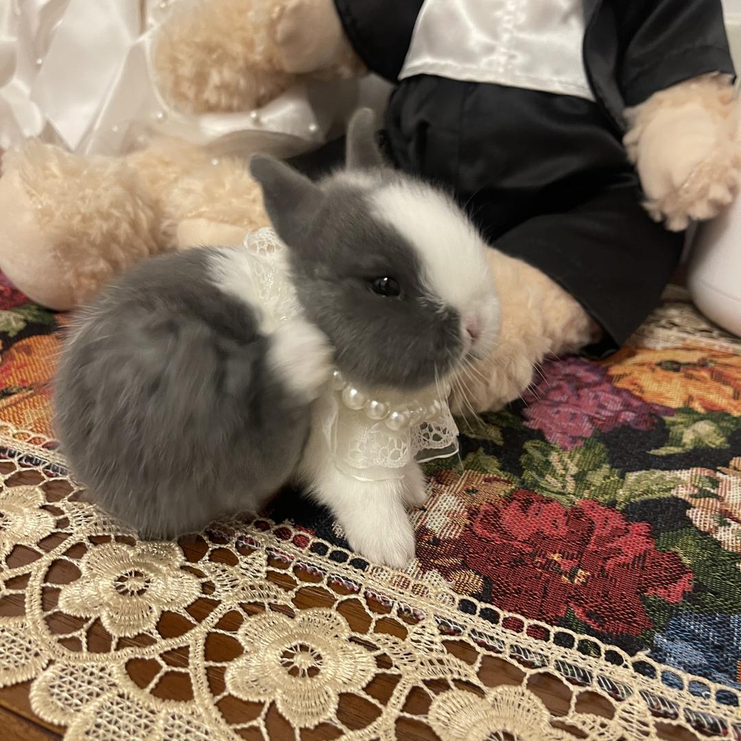 兔兔大王 汤圆🐰