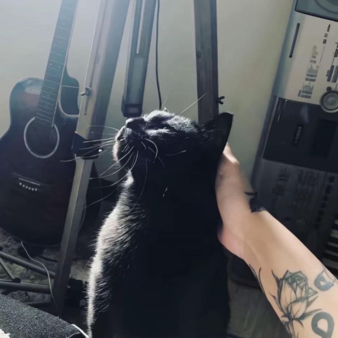 加菲猫🤸‍♂️
