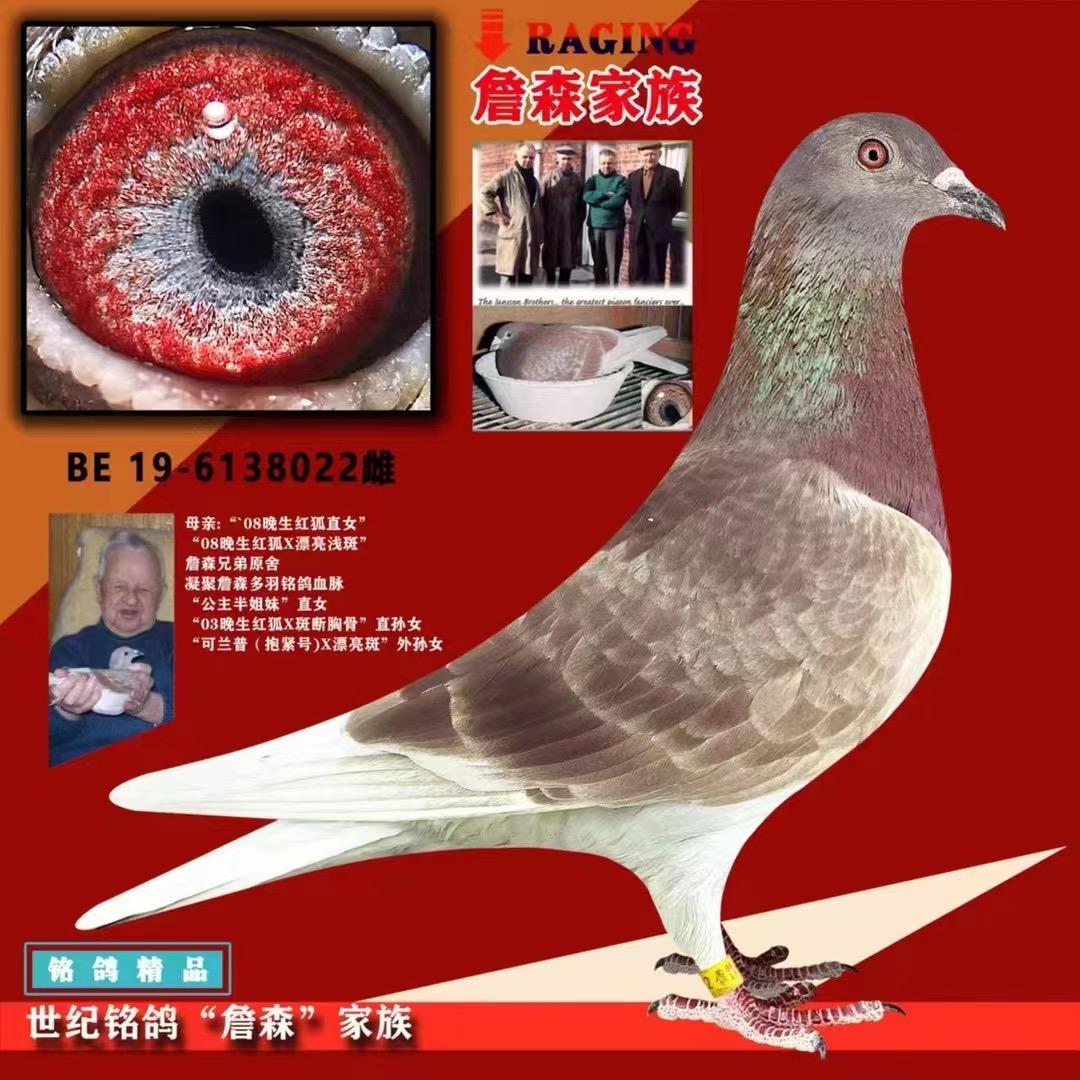 一航鸽业