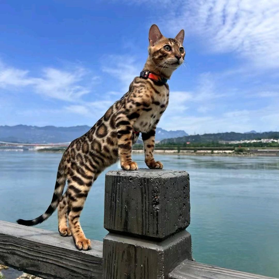 七七萌宠官方号