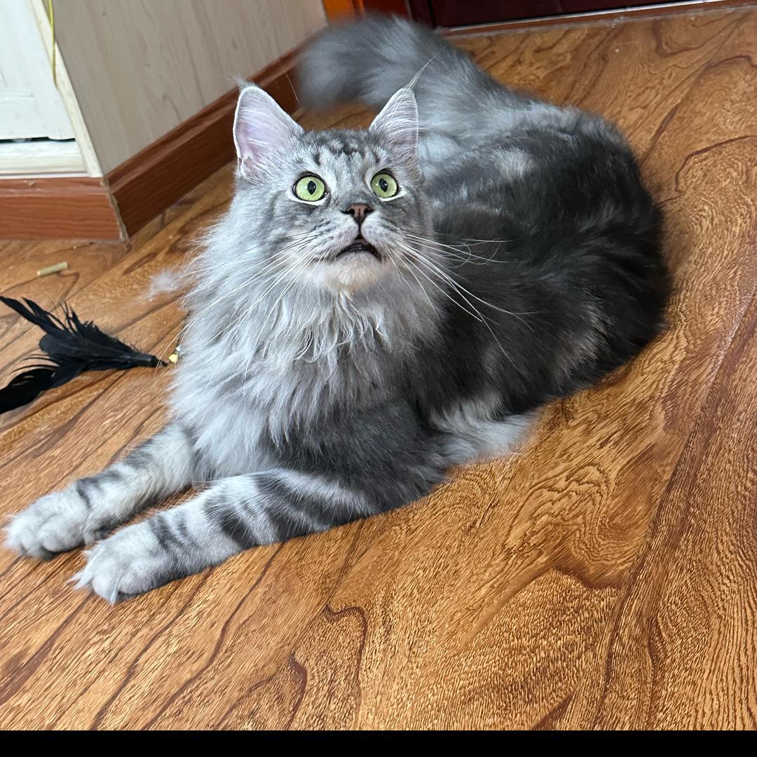 🏋️+🐈+=?