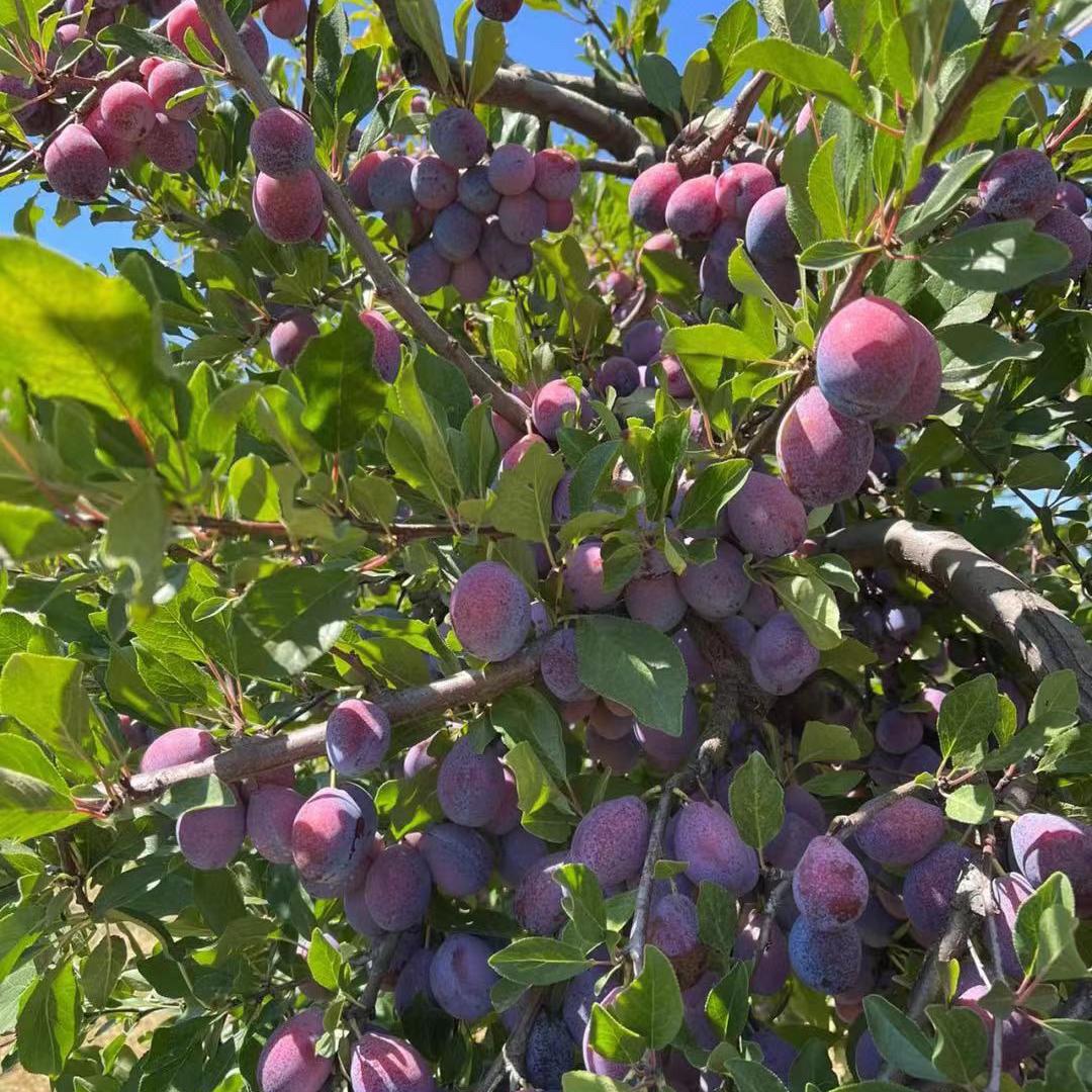 大强果树苗木专营店
