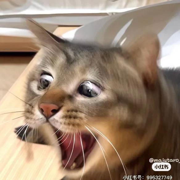 桑雉