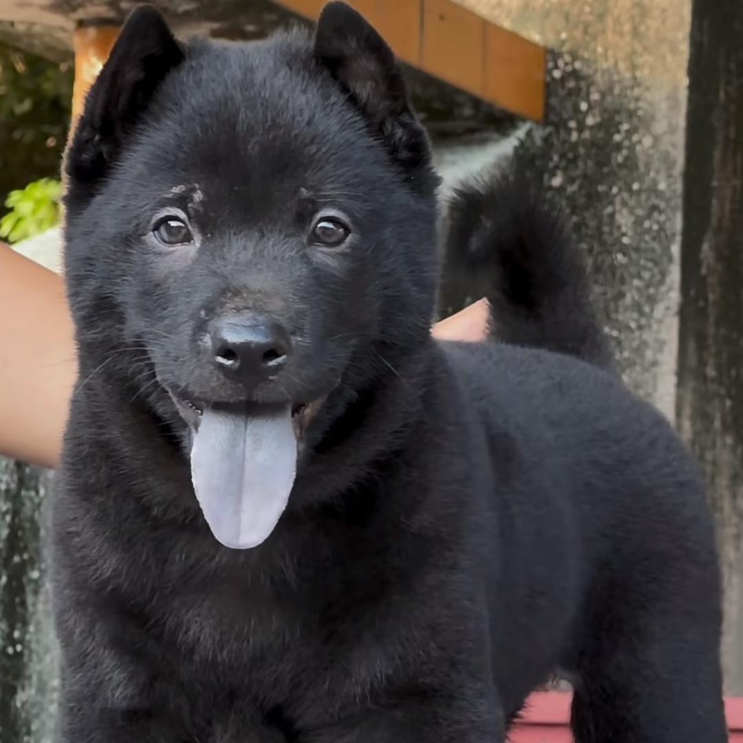 株洲五黑犬（青龙湾宠物基地）