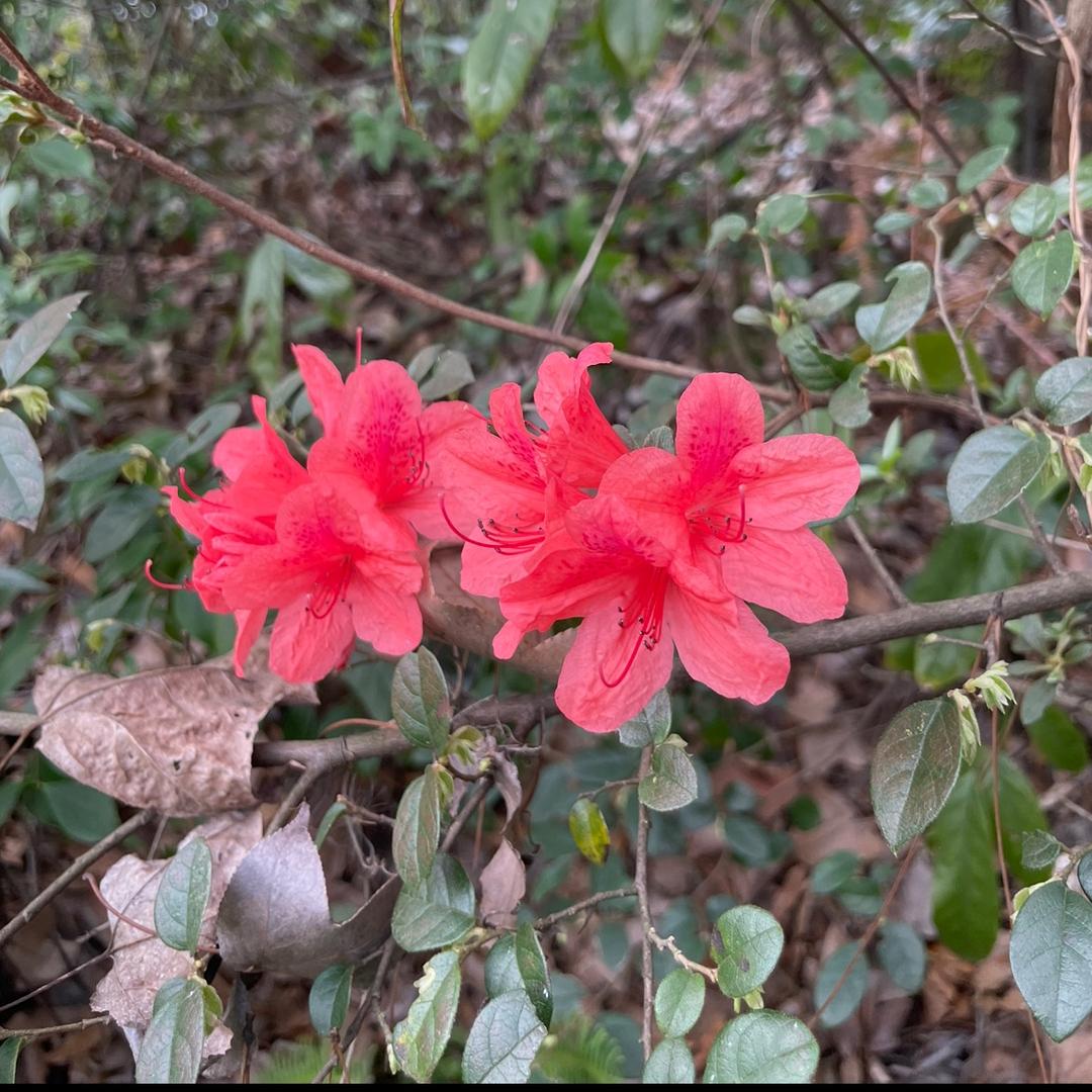 杠上花开(牛马减肥版)