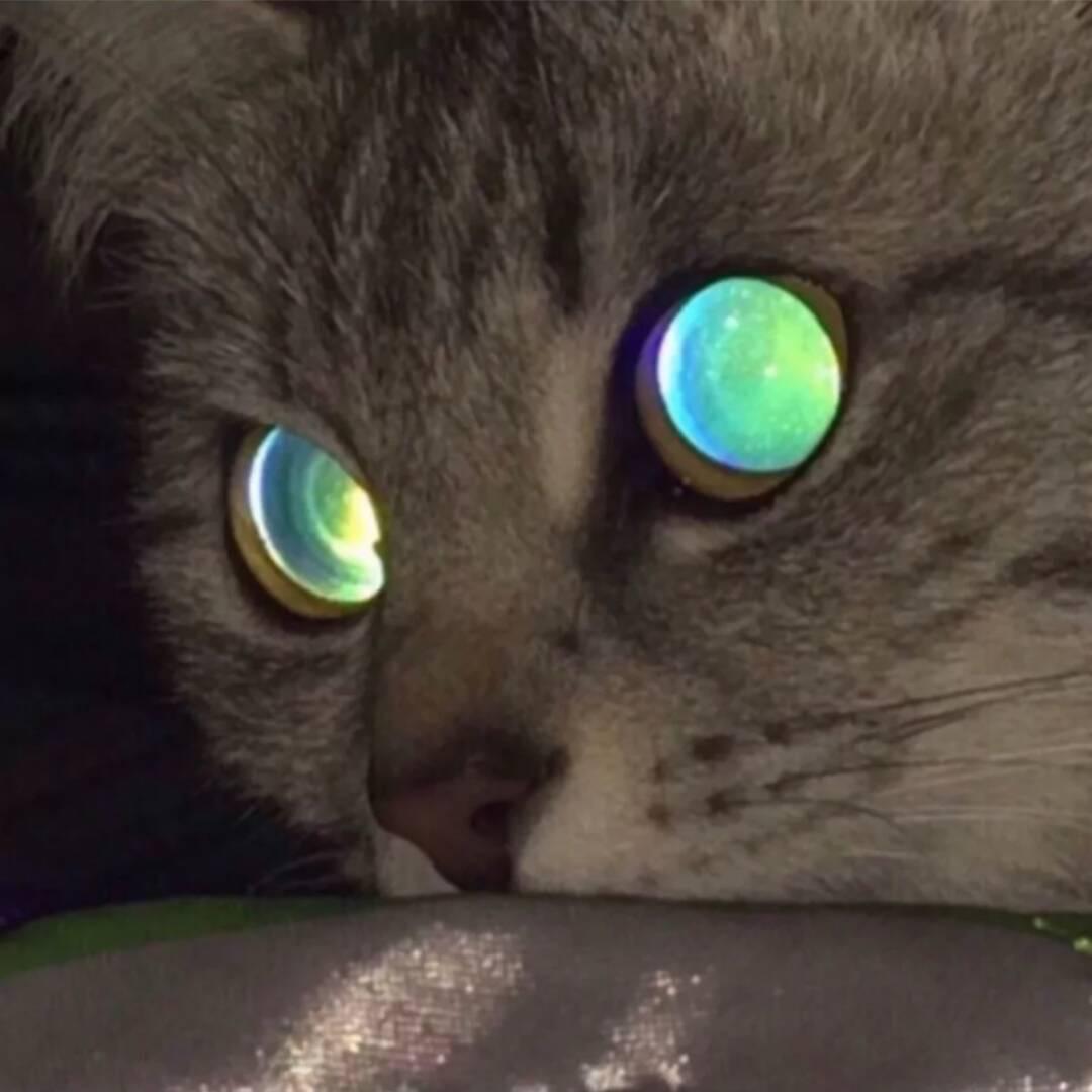 AAA芝士雪豹
