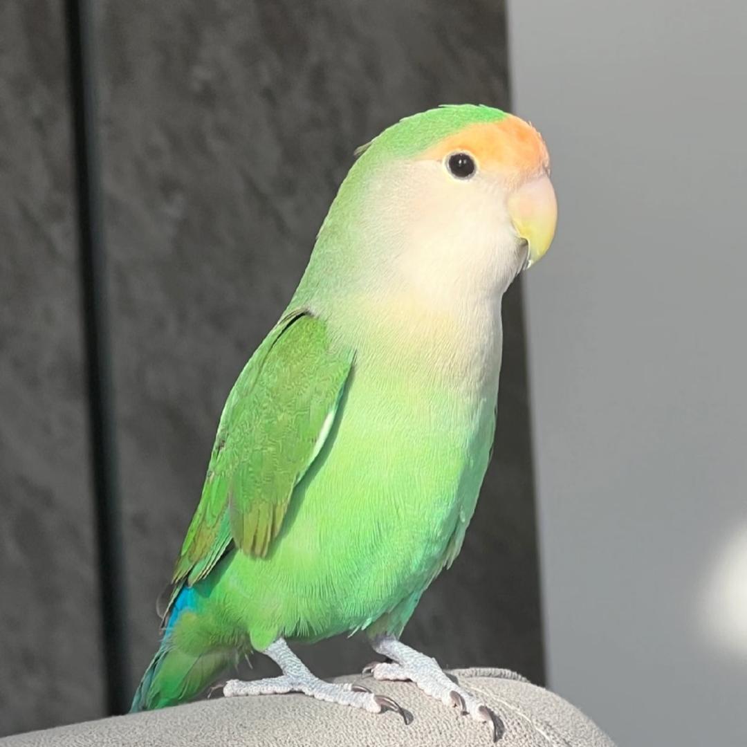 来米鹦鹉