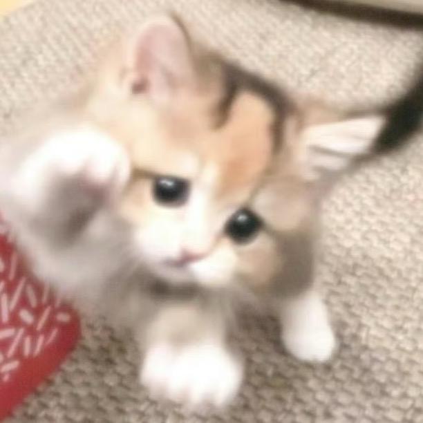 Meow