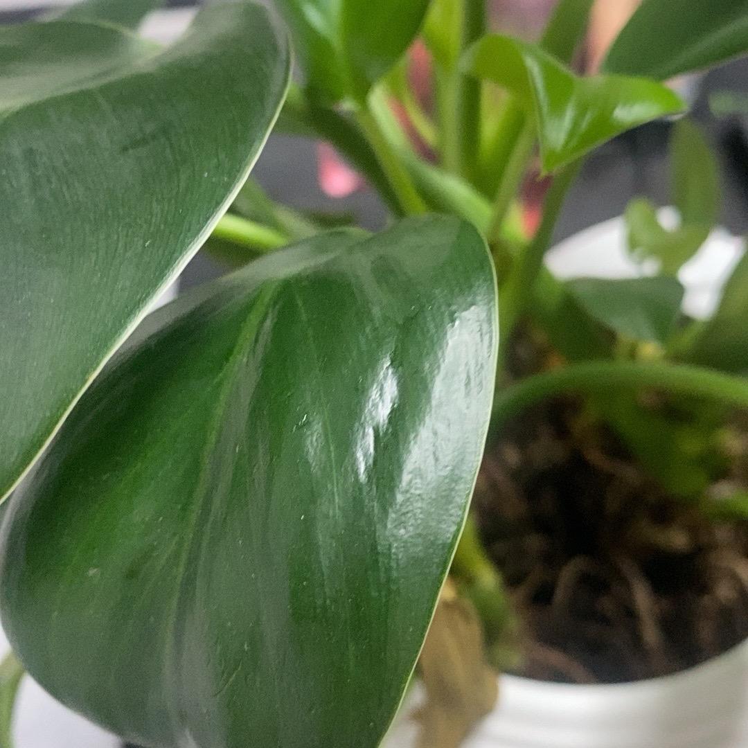 大凉山黑苦荞茶