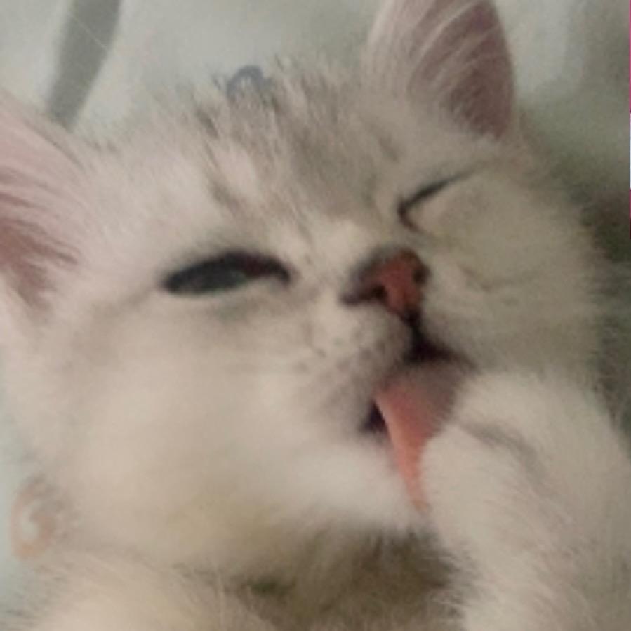 猪蹄蹄儿