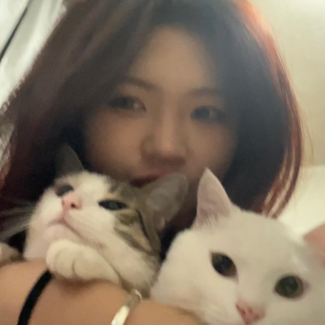 麻辣烫是只猫