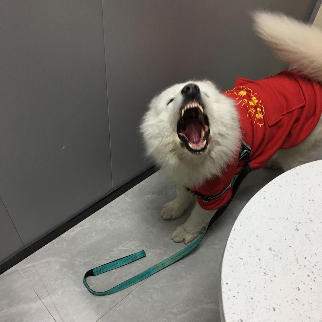 带带杰尼龟