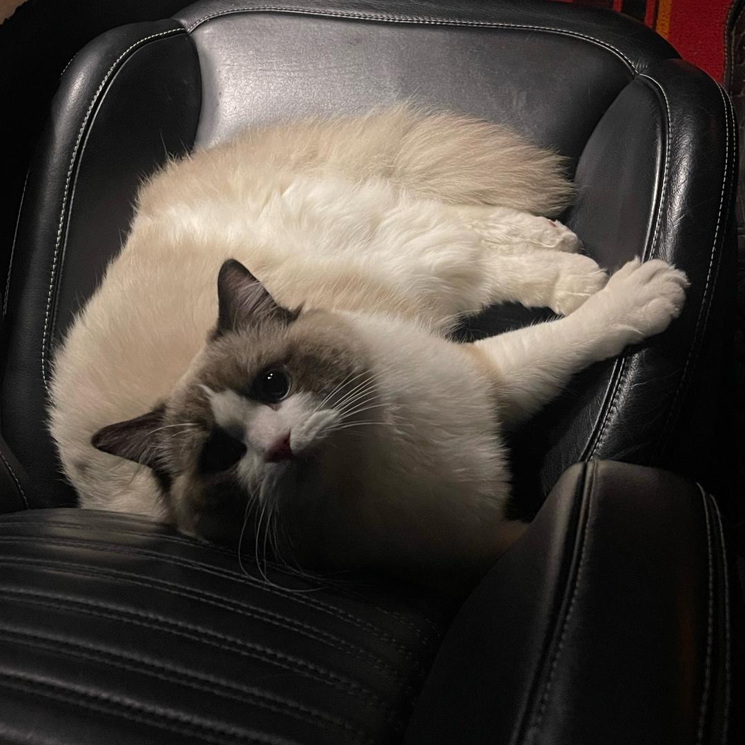 吨吨大王