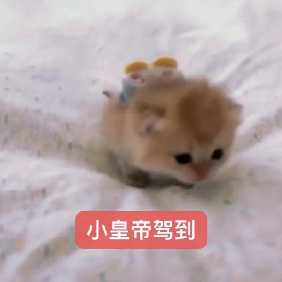 兔