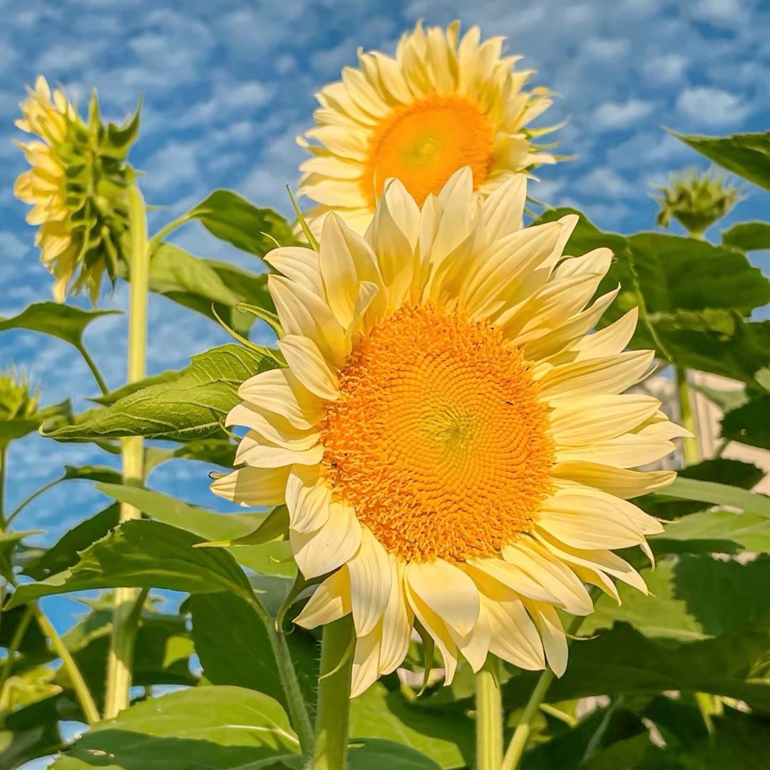 我是多米🌾