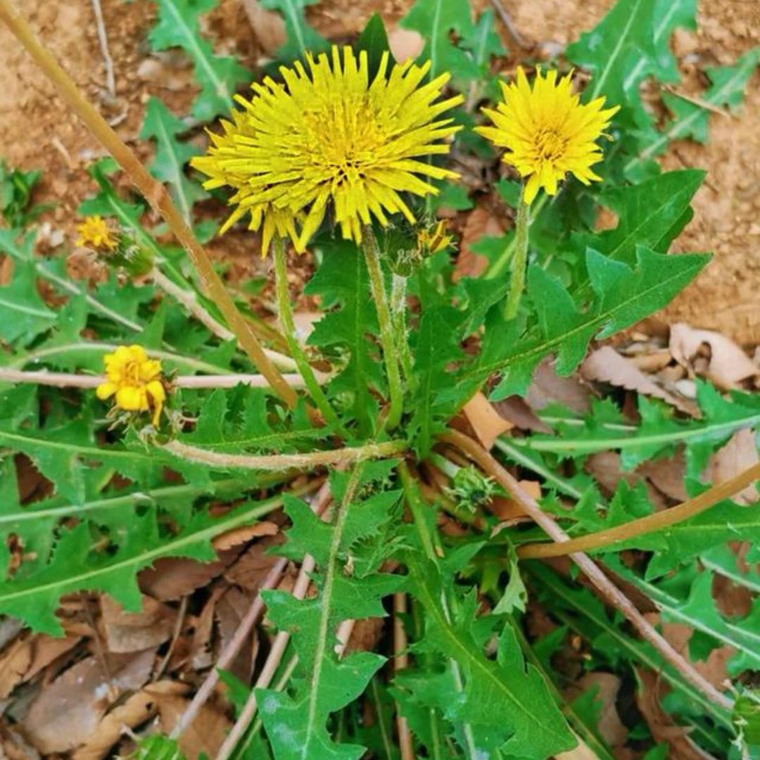 苗家👍族秘🍒