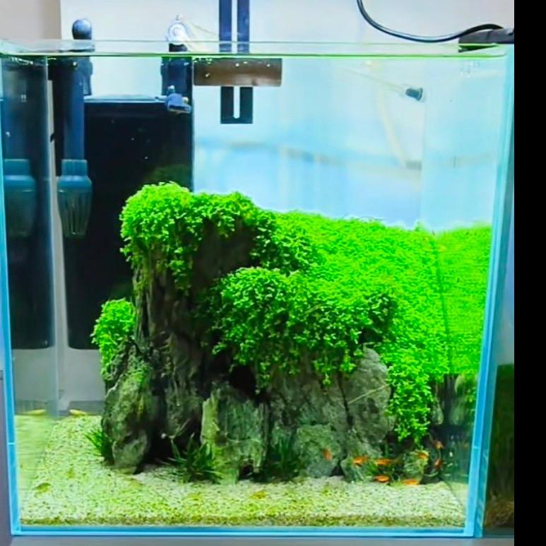 小森水族工作室