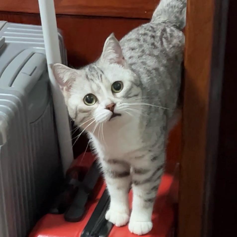 小狗是只猫@抖音