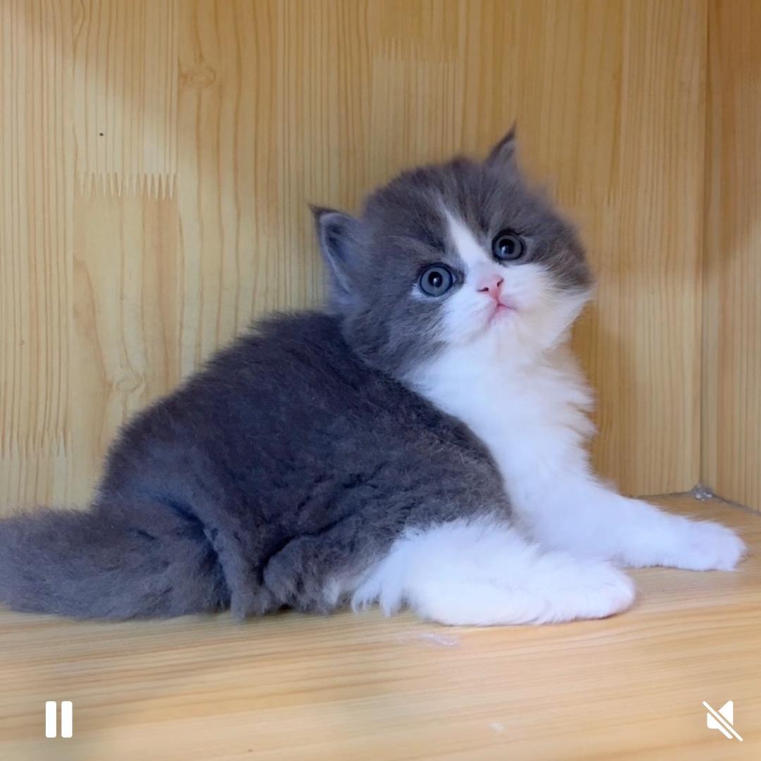 小米