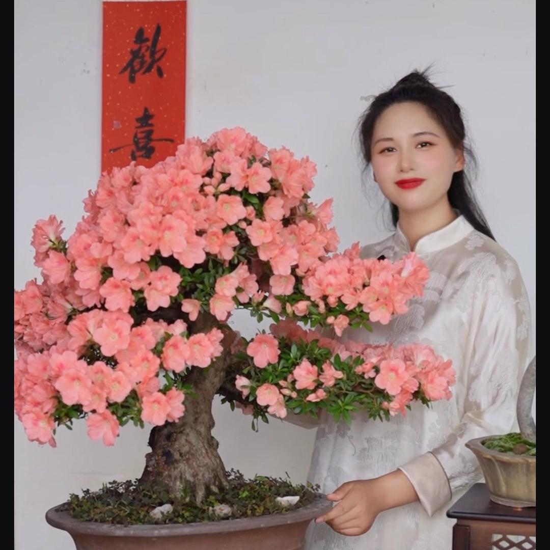 景秀盆景园