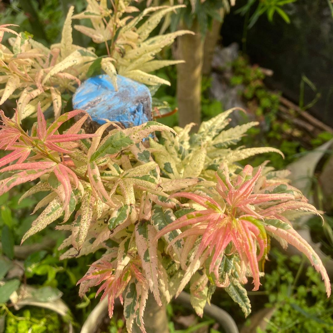 云景枫树园