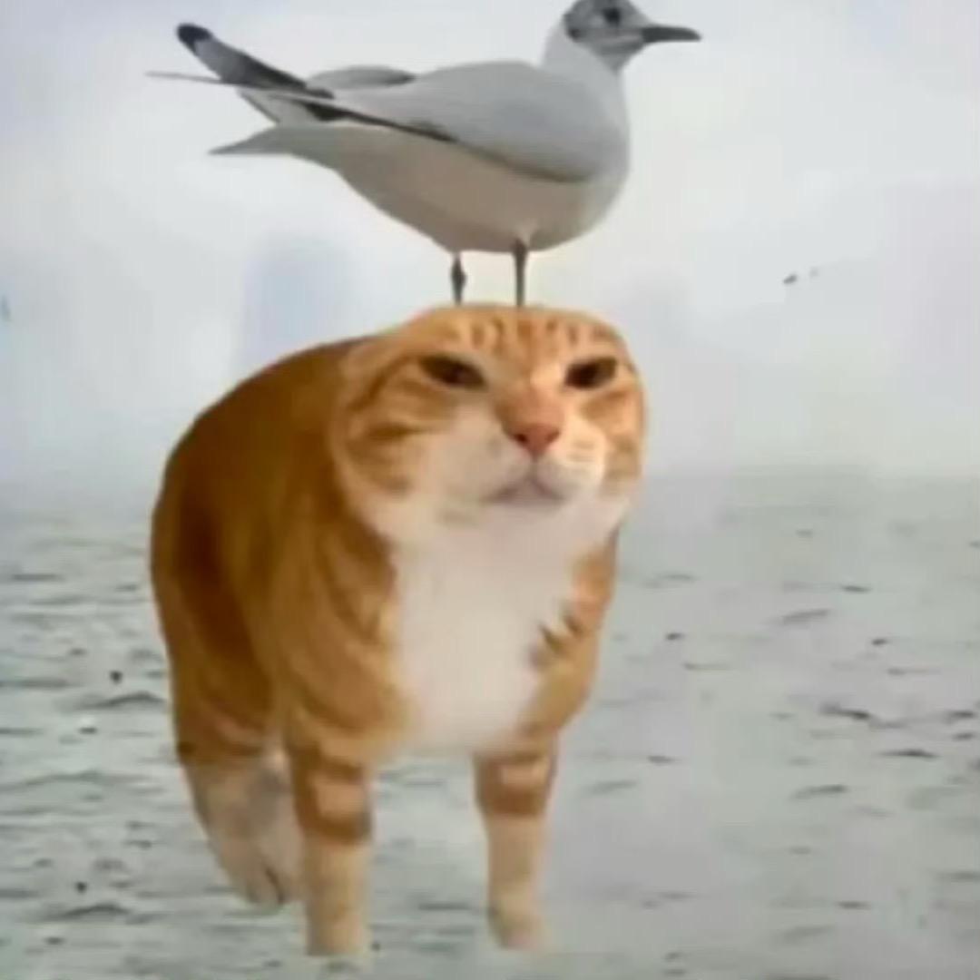 贝贝果