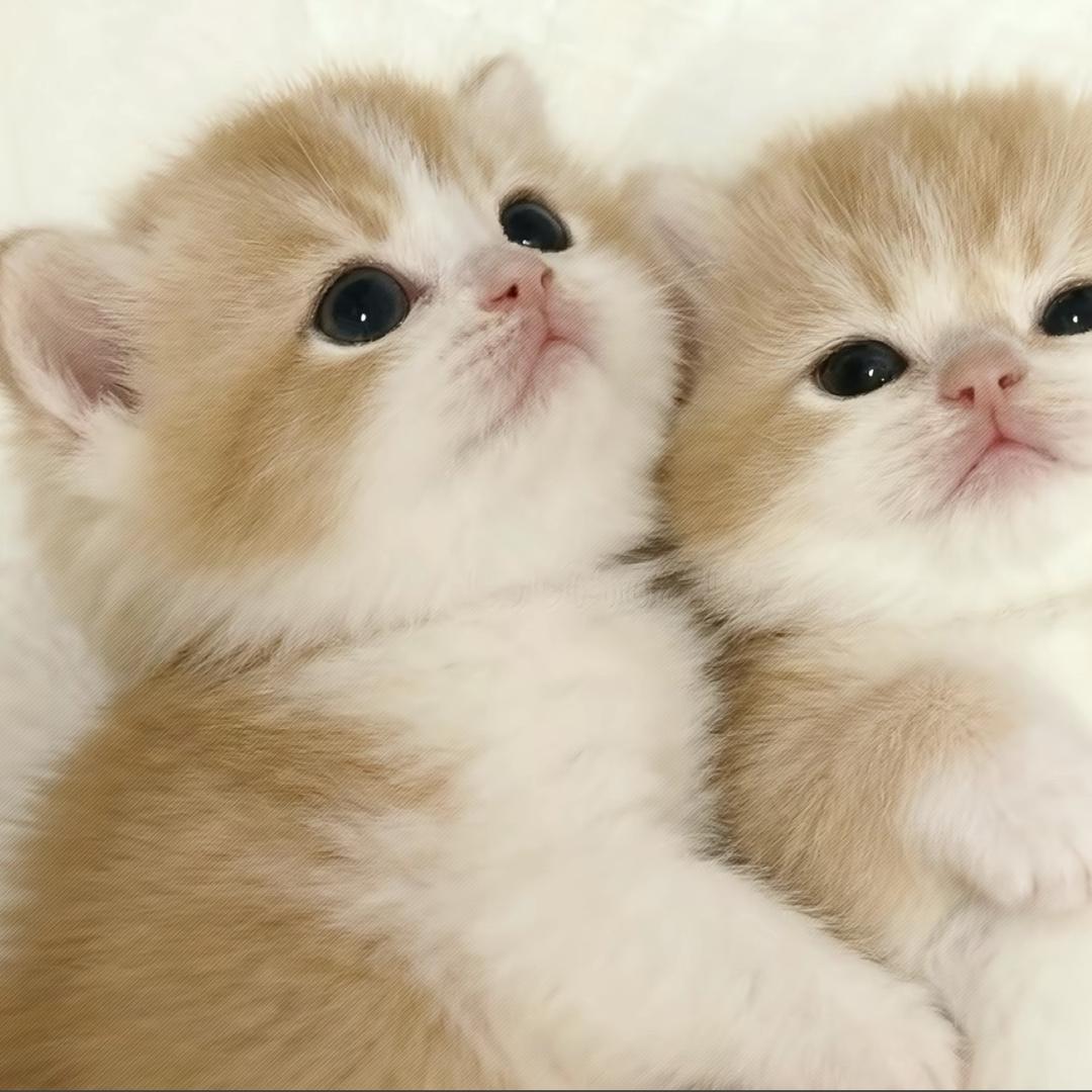 哪个之(我掉了四个粉丝！）