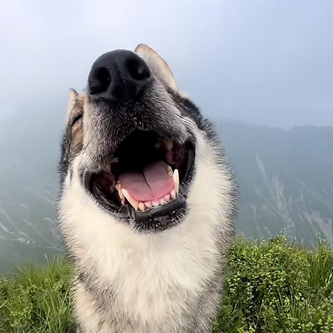 我是一盘白菜炒肉