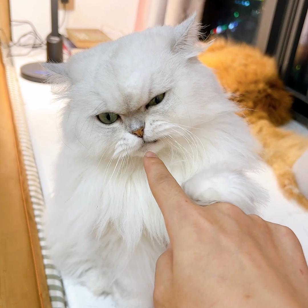 奶宝儿不奶