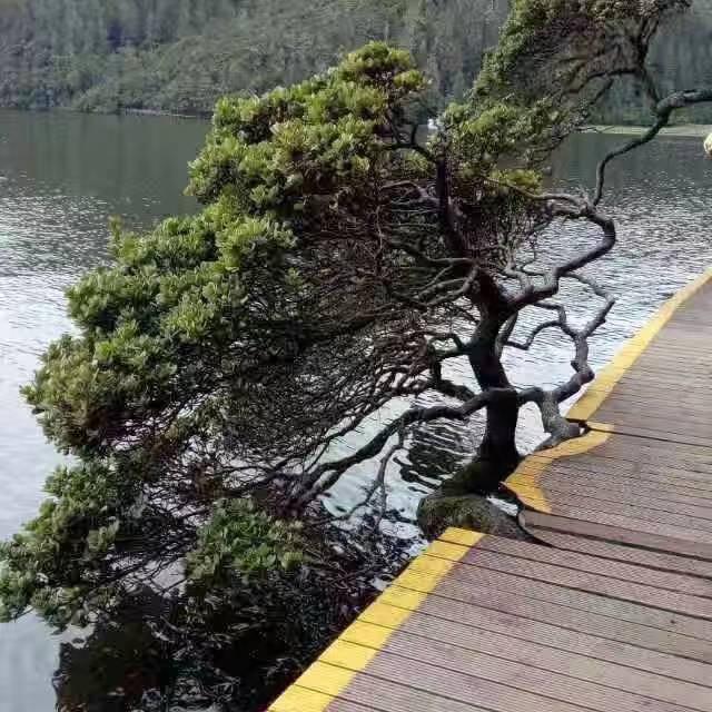 小腊梅（橱窗有好物）