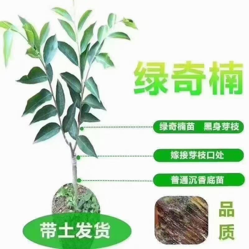 绿上棋苗木园林