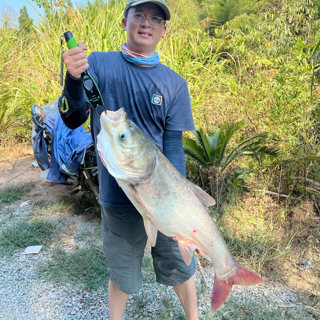 可乐（刚粉赣鲢战队）