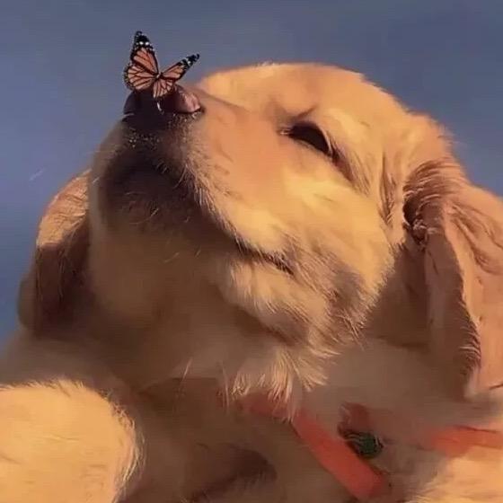 听说网名长会有傻子跟着念