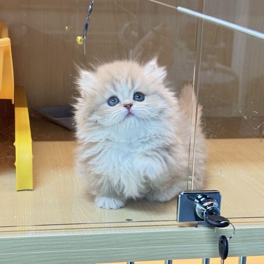 小凯说猫～白菜