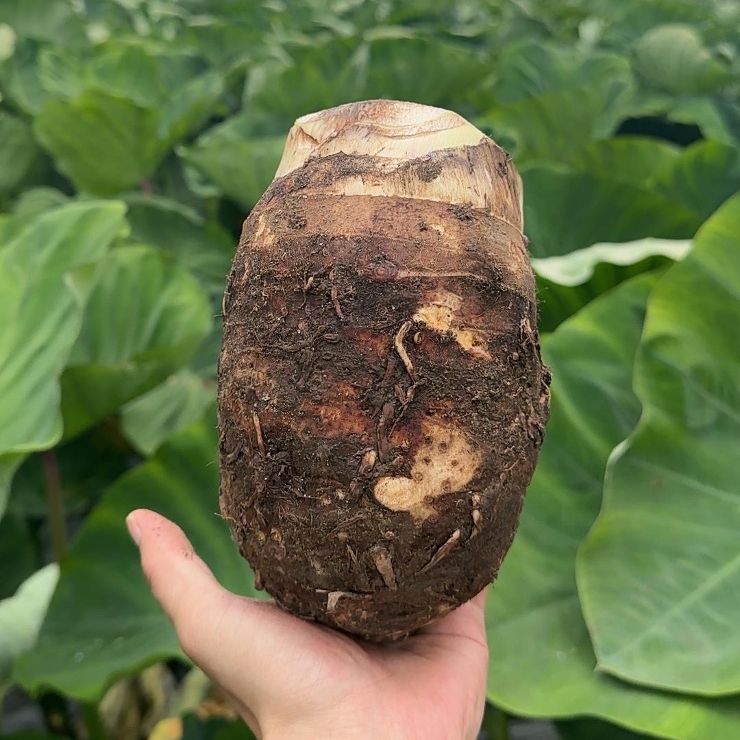 鲜果鲜蔬特产店